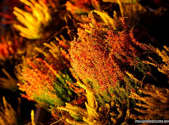 Grafika #4: Asyż w Gdańsku 2011