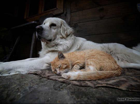 Grafika #6: Pustelnia: nowy przełożony