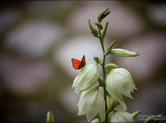 Grafika #11: Pustelnia: nowy przełożony