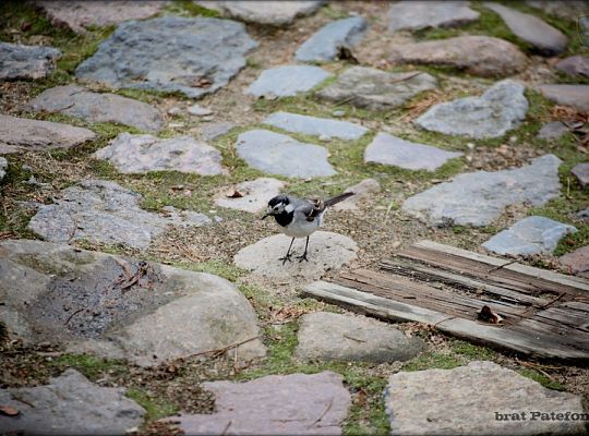 Grafika #12: Pustelnia: nowy przełożony