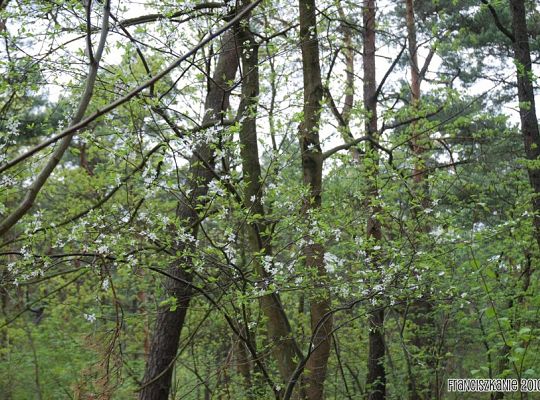 Grafika #2: Wyspa św. Franciszka